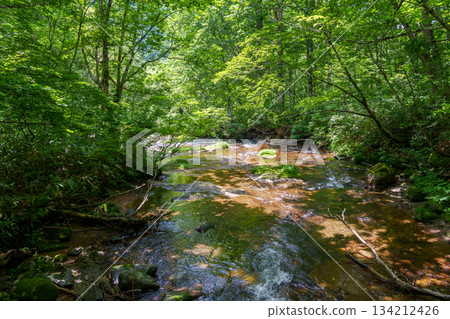 250706 Okushiga Valley, Nagano Prefecture 250706 Okushiga Valley, Nagano Prefecture 134212426