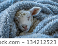 Sleeping sheep in a blanket.  134212523