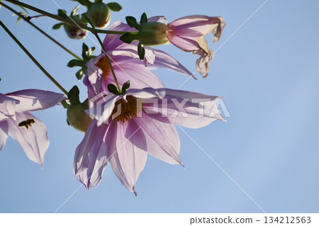 Emperor dahlia flower and blue sky copy space Emperor dahlia flower and blue sky copy space 134212563