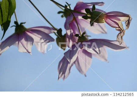 皇帝大麗花閃耀在藍天 134212565