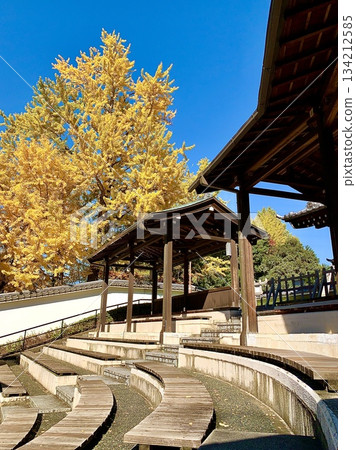 The yellow leaves of ginkgo trees stand out against the clear blue autumn sky (Okazaki Castle Park (Noh Theater) / Okazaki City, Aichi Prefecture) The yellow leaves of ginkgo trees stand out against the clear blue autumn sky (Okazaki Castle Park (Noh Theater) / Okazaki City, Aichi Prefecture) 134212585