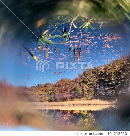 Pond reflecting autumn leaves Pond reflecting autumn leaves 134212810