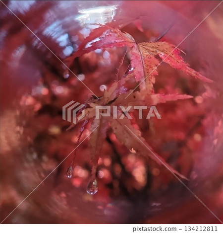 秋天的紅葉 秋天的紅葉 134212811