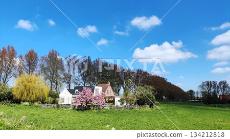 Near Volendam, Netherlands - April 29 2023: Beautiful Rural House landscape featuring a small house with a blooming tree in the foreground 134212818