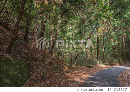 The road leading to the top of the mountain, Kasagi Town, Kyoto Prefecture 134212837