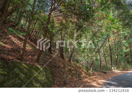 京都府笠木町桐山森林景色 134212838