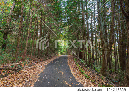 京都府笠木町一條穿越針葉林的道路 134212839
