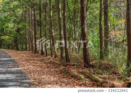 A road through a coniferous forest in Kasagi Town, Kyoto Prefecture A road through a coniferous forest in Kasagi Town, Kyoto Prefecture 134212841