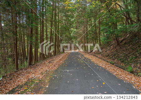 京都府笠木町一條穿越針葉林的道路 134212843