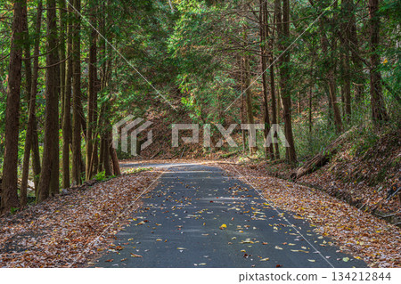 A road through a coniferous forest in Kasagi Town, Kyoto Prefecture A road through a coniferous forest in Kasagi Town, Kyoto Prefecture 134212844