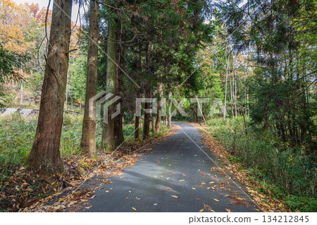 京都府笠木町一條穿越針葉林的道路 京都府笠木町一條穿越針葉林的道路 134212845