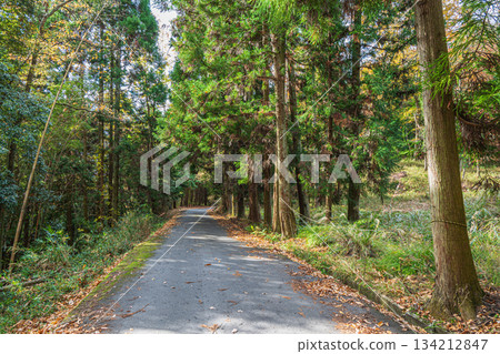 京都府笠木町一條穿越針葉林的道路 134212847