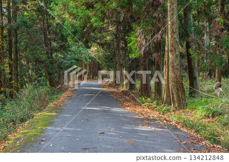 京都府笠木町一條穿越針葉林的道路 134212848