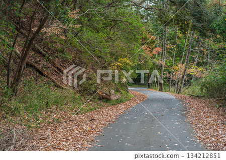 京都府笠置町笠置森林風景 京都府笠置町笠置森林風景 134212851