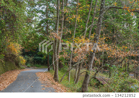 Kasagi forest scenery, Kasagi Town, Kyoto Prefecture Kasagi forest scenery, Kasagi Town, Kyoto Prefecture 134212852