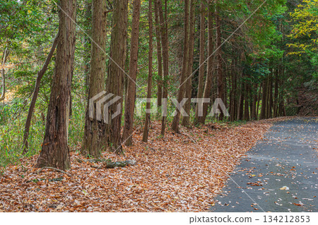 京都府笠木町的針葉林裡，落葉堆積如山。 134212853