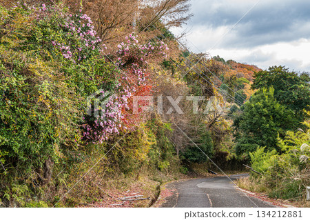 通往山頂的道路,京都府笠木町 通往山頂的道路,京都府笠木町 134212881