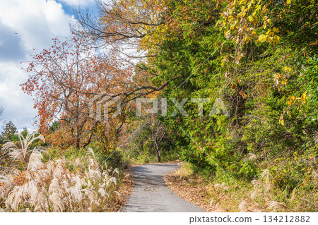 The road leading to the top of the mountain, Kasagi Town, Kyoto Prefecture 134212882