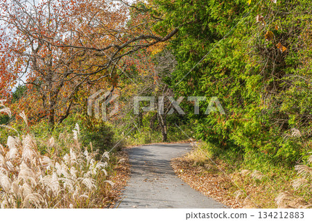 通往山頂的道路,京都府笠木町 通往山頂的道路,京都府笠木町 134212883
