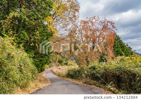 The road leading to the top of the mountain, Kasagi Town, Kyoto Prefecture 134212884