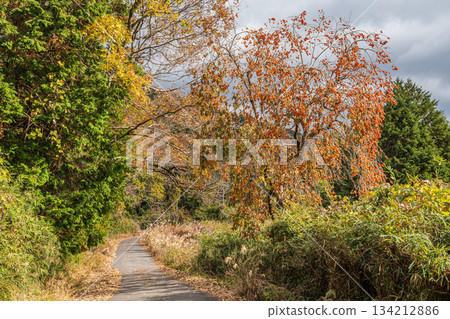 京都府笠木町,半山腰,一棵柿子樹上掛滿了果實。 京都府笠木町,半山腰,一棵柿子樹上掛滿了果實。 134212886