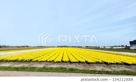 Lisse, Netherlands - April 27 2023: Keukenhof Gardens Lisse, Netherlands - April 27 2023: Keukenhof Gardens 134212889