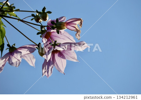 Emperor Dahlia shining in the blue sky 134212961