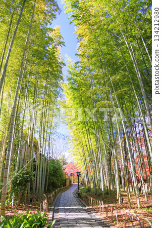 Izu Shuzenji Onsen, where autumn leaves are at their peak 134212980