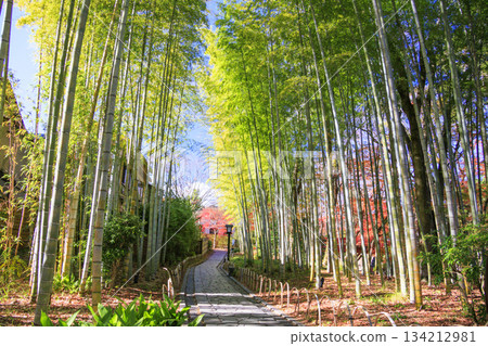 伊豆修善寺溫泉，秋葉正值最美時節 134212981