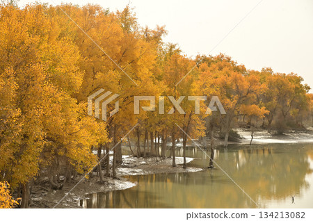 Tarim Huyan Lin Scenic Area in Luntai County, Xinjiang, when the leaves of the Hu Yanglin change color, it appears as a golden yellow. which means "the most beautiful tree," Tarim Huyan Lin Scenic Area in Luntai County, Xinjiang, when the leaves of the Hu Yanglin change color, it appears as a golden yellow. which means "the most beautiful tree," 134213082