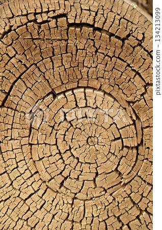 Texture or background of the wood cross section of tree trunk year rings on cracked wooden log the the Hu Yang tree. Texture or background of the wood cross section of tree trunk year rings on cracked wooden log the the Hu Yang tree. 134213099