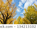 Golden ginkgo leaves and branches spread out against the blue autumn sky 134213102