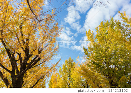 Golden ginkgo leaves and branches spread out against the blue autumn sky 134213102