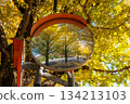 Reflection in a convex mirror surrounded by yellow ginkgo leaves 134213103