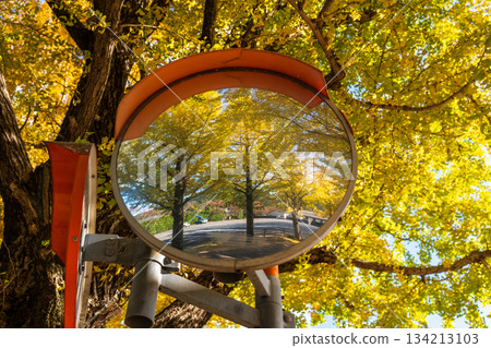 Reflection in a convex mirror surrounded by yellow ginkgo leaves Reflection in a convex mirror surrounded by yellow ginkgo leaves 134213103