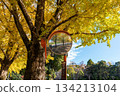 Golden ginkgo trees and a tree-lined road reflected in a convex mirror 134213104
