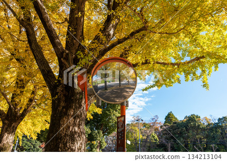 凸面鏡中倒映著金色的銀杏樹和綠樹成蔭的道路。 134213104