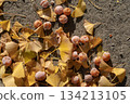 Ginkgo nuts on the ground 134213105