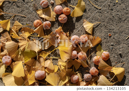 地面上的銀杏果 134213105