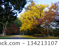 The large golden ginkgo tree and autumn leaves in the spacious grounds of Kitabatake Shrine 134213107