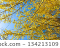 The golden branches and leaves of ginkgo trees spread out to fill the blue sky. 134213109