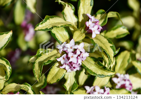 Daphne odora ‘Shinano-nishiki’ Daphne odora ‘Shinano-nishiki’ 134213124