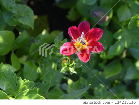 Close up view of a bee collecting nectar on a red dahlia flower Close up view of a bee collecting nectar on a red dahlia flower 134213130