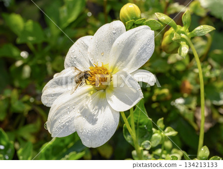 Close up view of a bee collecting nectar on a Mignonette White Dahlia flower Close up view of a bee collecting nectar on a Mignonette White Dahlia flower 134213133