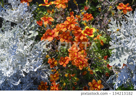 Bidens Blazing Volcano flowers surrounded by light grey leaves of Silvery Wormwood plant 134213182