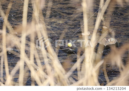 Grey Wagtail walking along the river wall Grey Wagtail walking along the river wall 134213204