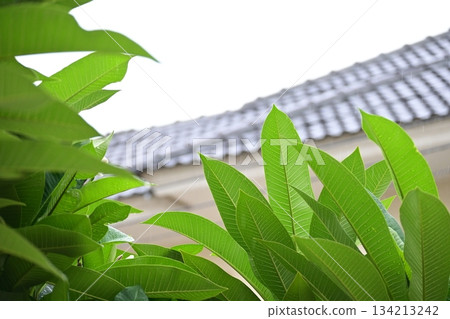 beautiful green leaf texture in springtime, water drop on frangipani leaves beautiful green leaf texture in springtime, water drop on frangipani leaves 134213242