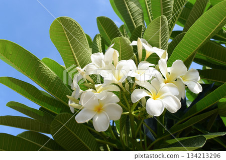 beautiful white frangipani flower blooming in springtime, natural background beautiful white frangipani flower blooming in springtime, natural background 134213296