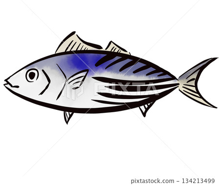 Simple hand-drawn Japanese-style bonito illustration Simple hand-drawn Japanese-style bonito illustration 134213499