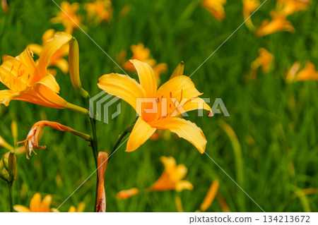 250712 Daylily in Kayanohirakita Dobu Marsh, Nagano Prefecture 250712 Daylily in Kayanohirakita Dobu Marsh, Nagano Prefecture 134213672